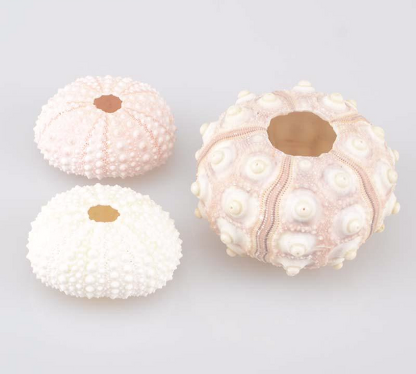 Natural Small Purple Light Green/Pink Sea Urchin Decoration