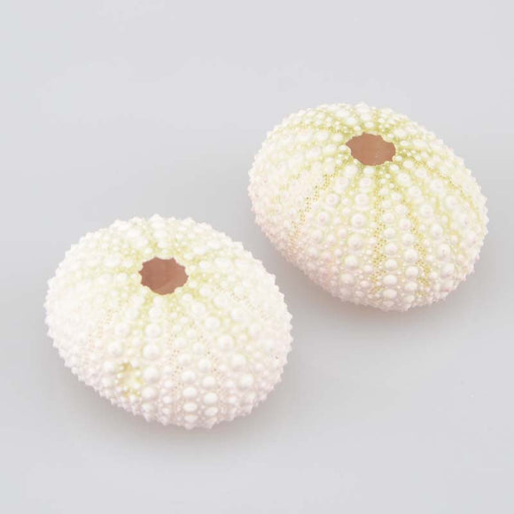Natural Small Purple Light Green/Pink Sea Urchin Decoration