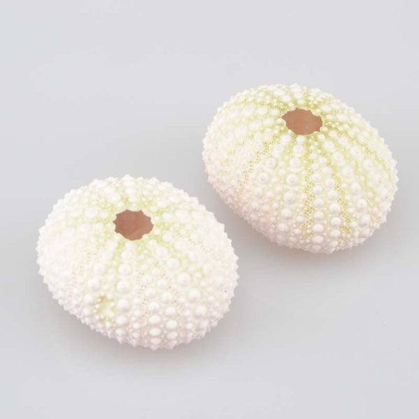 Natural Small Purple Light Green/Pink Sea Urchin Decoration