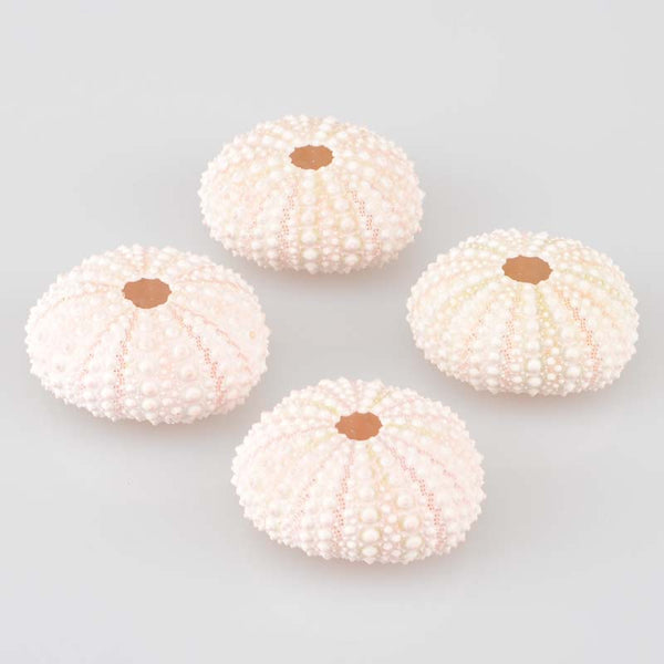Natural Small Purple Light Green/Pink Sea Urchin Decoration