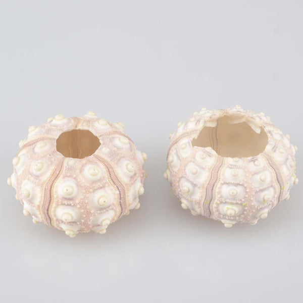 Natural Small Purple Light Green/Pink Sea Urchin Decoration